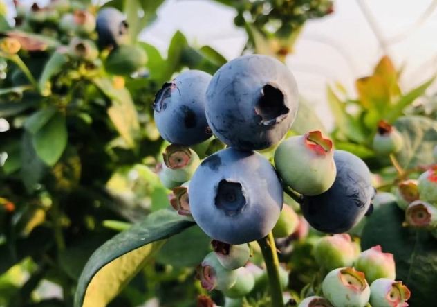 水耕種植方法 水耕種植方法