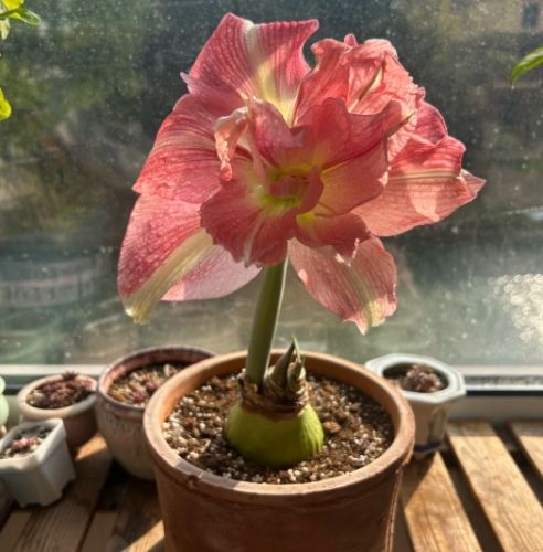 植物開花促進 植物開花促進