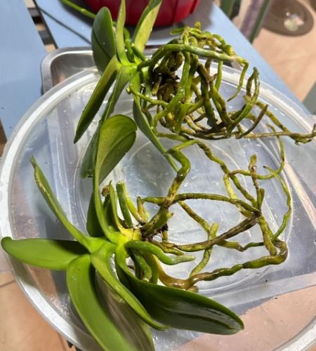 蘭花種植技巧 蘭花種植技巧