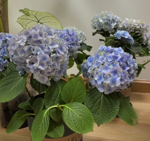 繡球花養護 繡球花養護