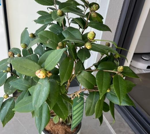 茶花施肥 茶花施肥