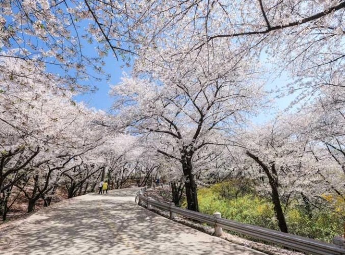 仁川賞櫻 仁川賞櫻