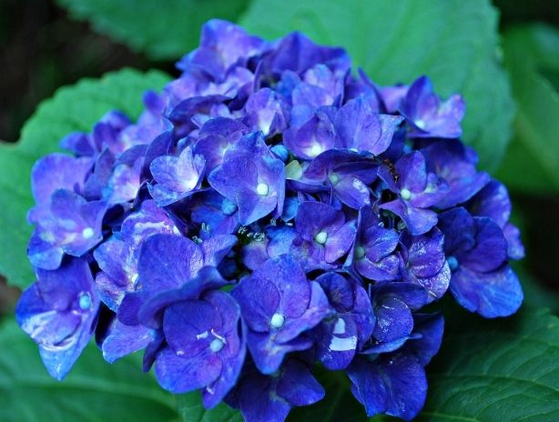 如何讓繡球花變藍色？