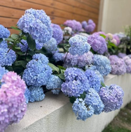 繡球花是灌木嗎？