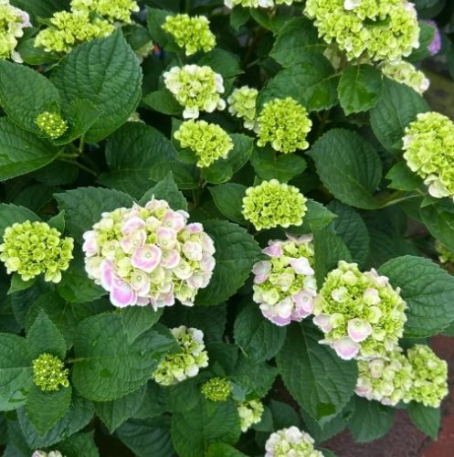 盆栽植物照顧 盆栽植物照顧