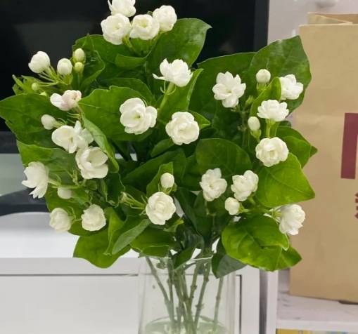 茉莉花養護 茉莉花養護