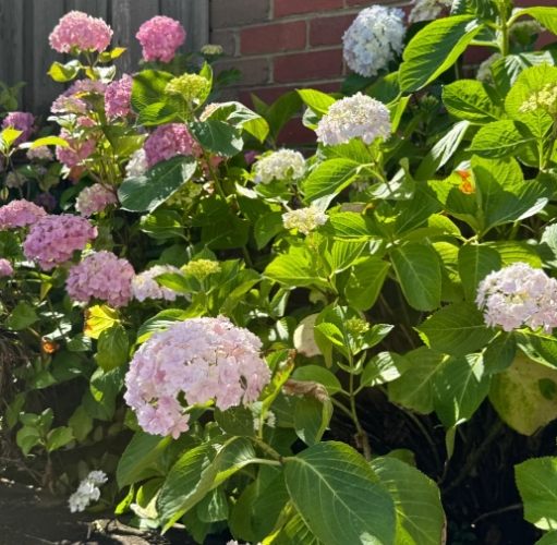 繡球花養護 繡球花養護