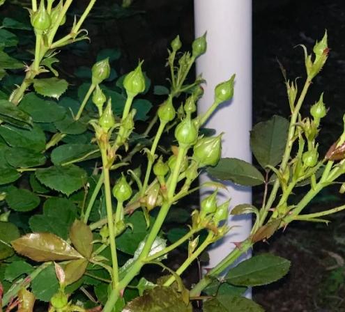 花苞施肥 花苞施肥