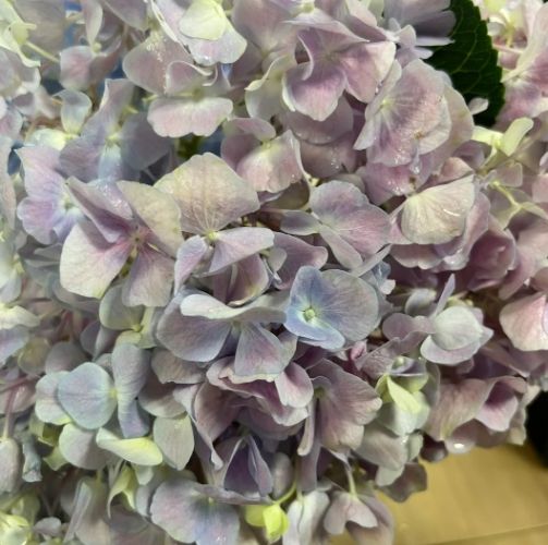 繡球花養護 繡球花養護