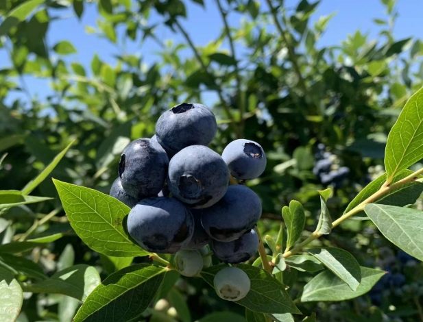 藍莓水耕 藍莓水耕