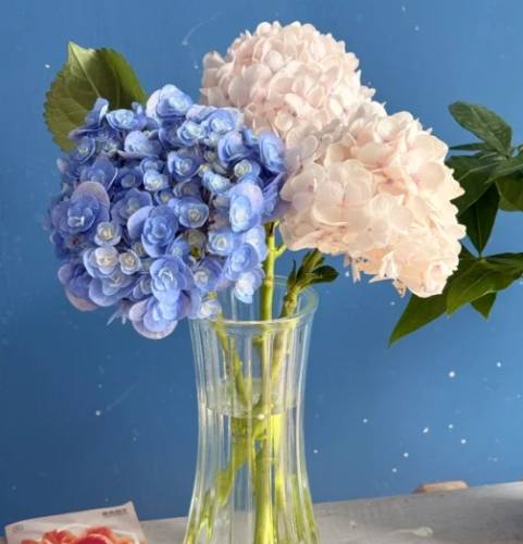 水培方法 水培方法