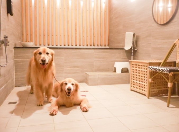 寵物友善溫泉推薦 寵物友善溫泉推薦