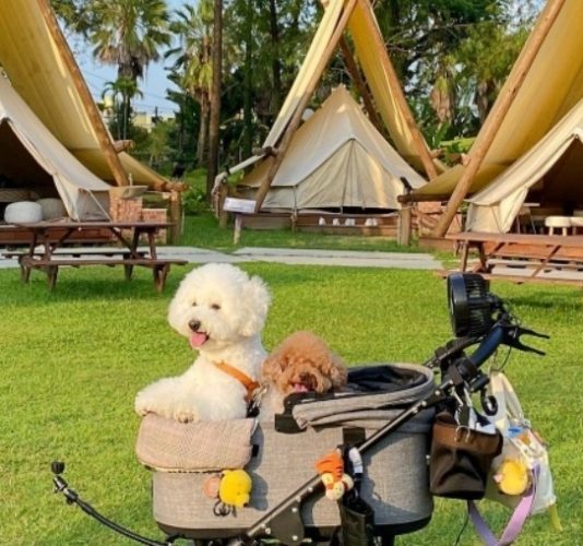 寵物友善旅遊苗栗