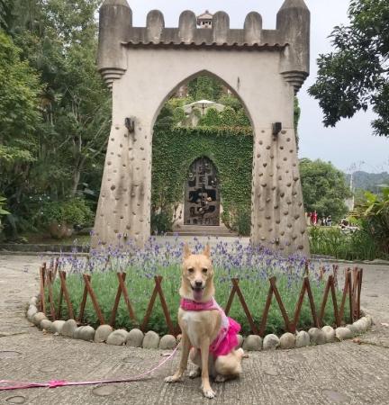 寵物友善旅遊苗栗