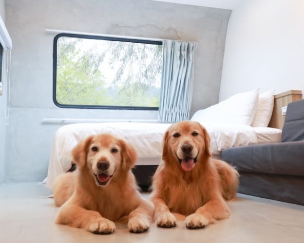 苗栗露營車推薦