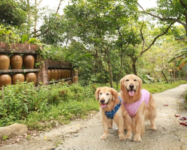 寵物友善旅遊苗栗