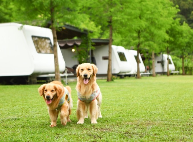 寵物友善露營苗栗