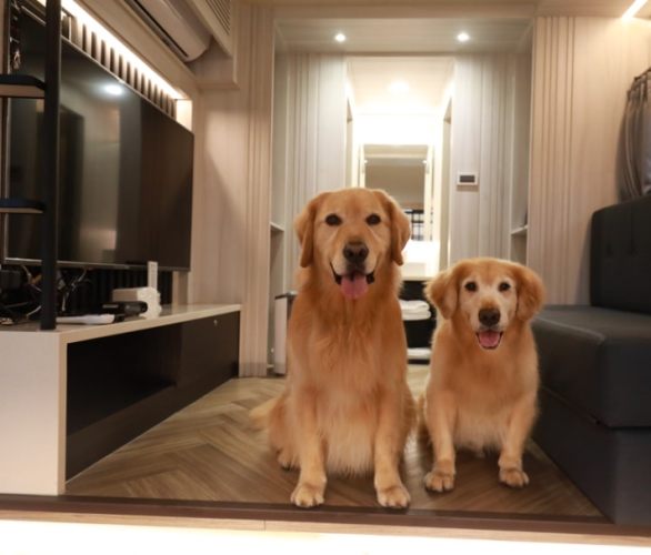 苗栗露營車推薦