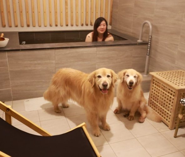 寵物友善溫泉推薦 寵物友善溫泉推薦