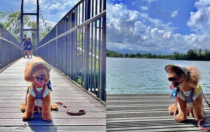 寵物友善旅遊苗栗