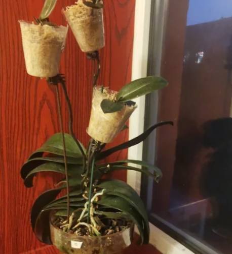 蘭花分株技巧 蘭花分株技巧