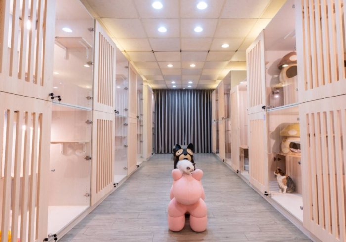 寵物寄宿新竹 寵物寄宿新竹