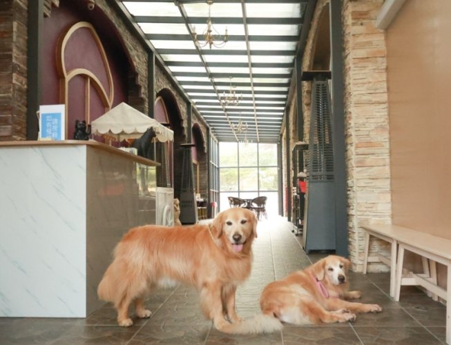 寵物友善溫泉 寵物友善溫泉