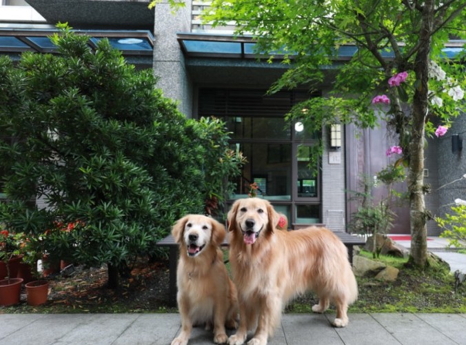 帶寵物泡湯 帶寵物泡湯