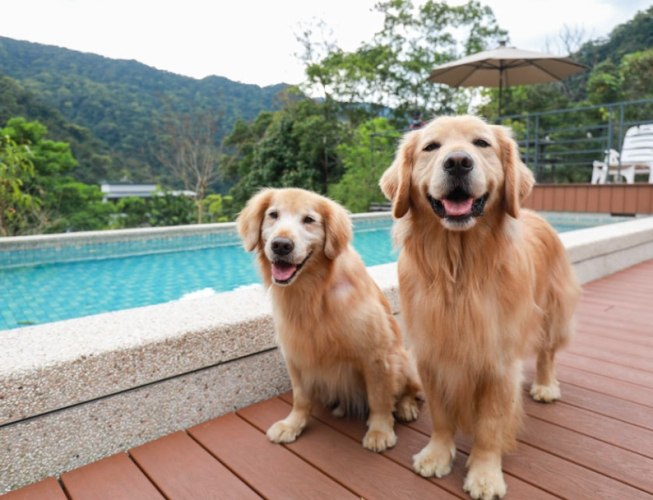 礁溪帶寵物溫泉住宿 礁溪帶寵物溫泉住宿
