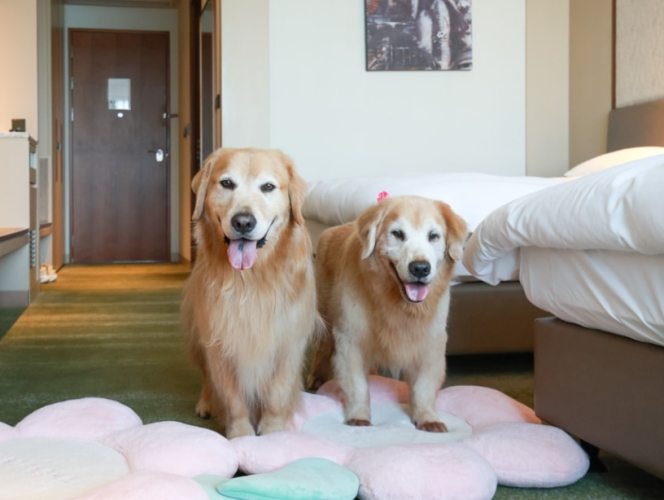 苗栗寵物住宿 苗栗寵物住宿