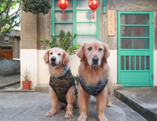 寵物友善飯店桃園 寵物友善飯店桃園