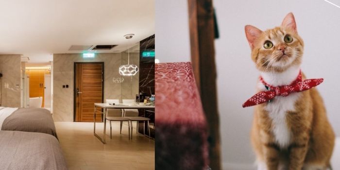 桃園帶狗住宿 桃園帶狗住宿