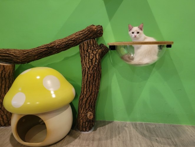 新竹寵物旅館 新竹寵物旅館