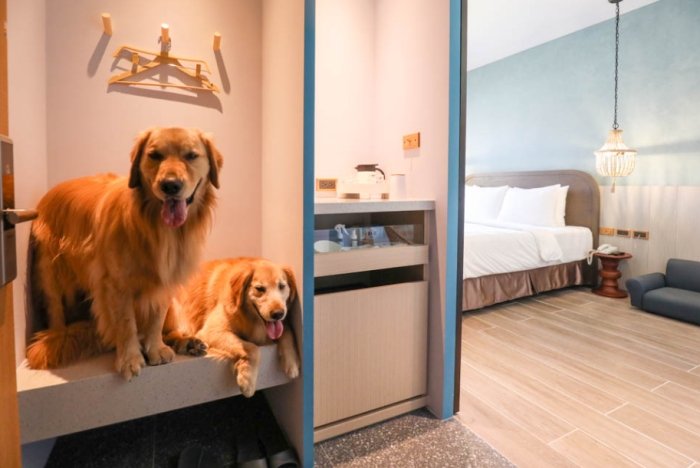 苗栗寵物住宿 苗栗寵物住宿