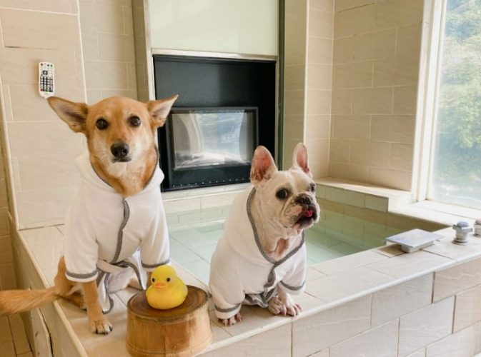 帶寵物泡湯 帶寵物泡湯