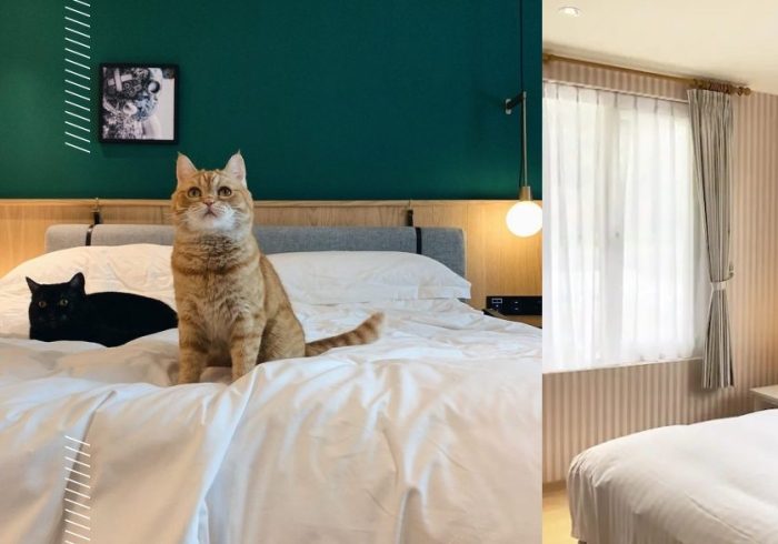 大湖寵物友好飯店 大湖寵物友好飯店