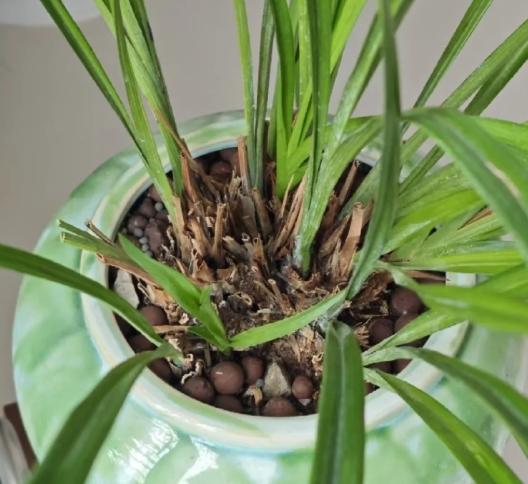 蘭花養護方法 蘭花養護方法