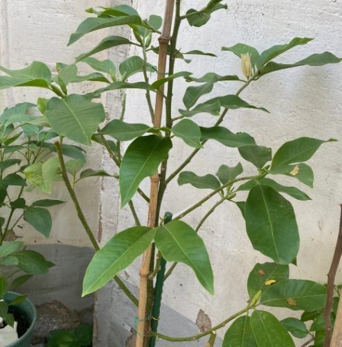 玉蘭花養護 玉蘭花養護