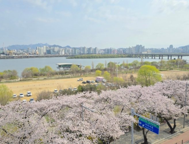 汝矣島賞櫻攻略