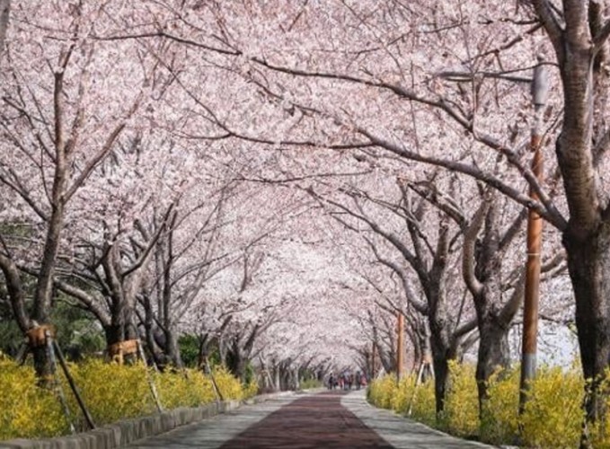 釜山賞櫻景點