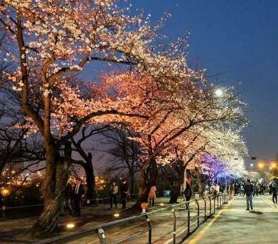 汝矣島賞櫻攻略