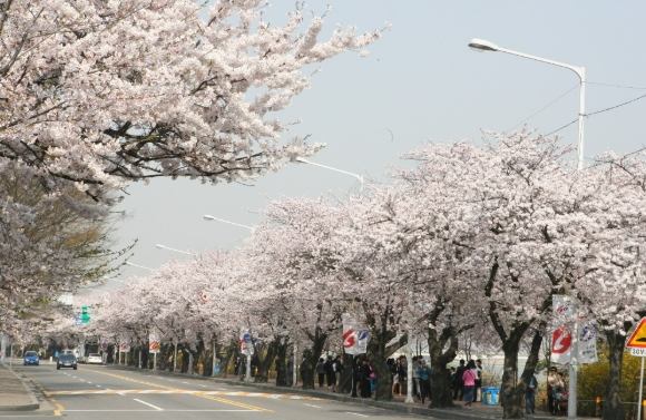 汝矣島櫻花季節