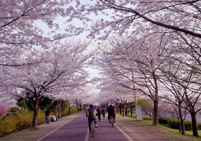 釜山櫻花季行程