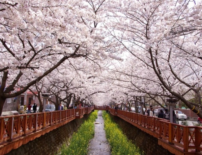 釜山櫻花季行程