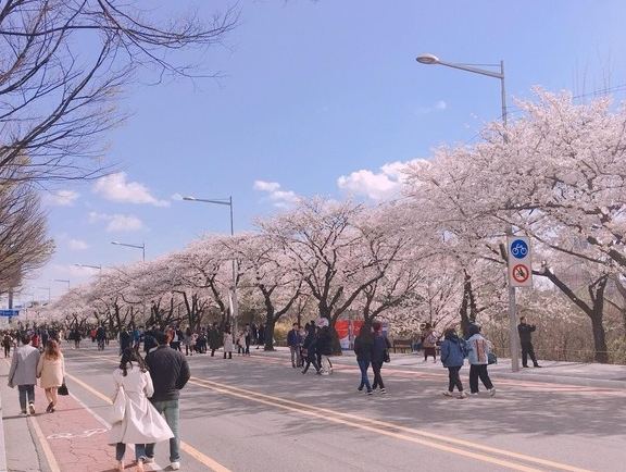 汝矣島賞櫻攻略