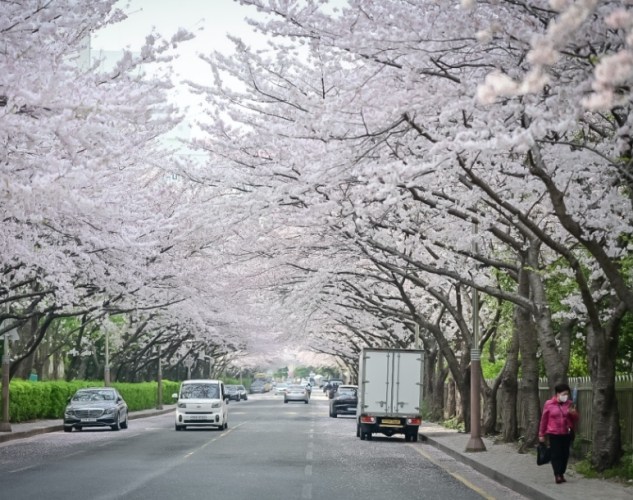 釜山櫻花季行程