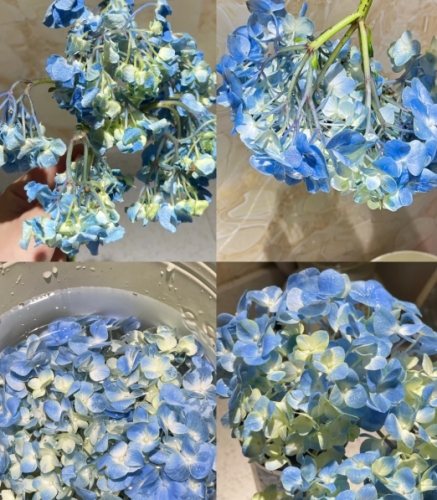 繡球花養護 繡球花養護