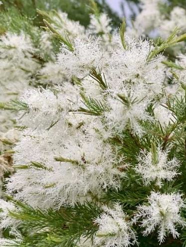 澳洲茶樹花使用方法