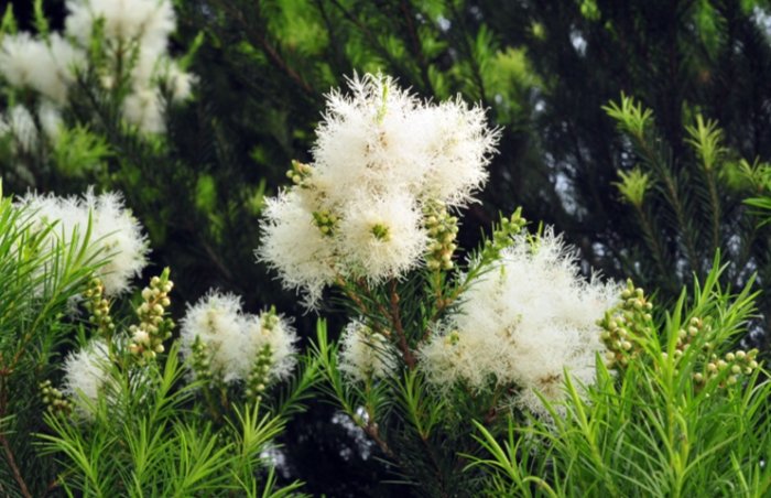 貓用茶樹油產品