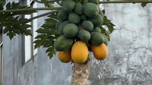 紅妃木瓜病蟲害防治